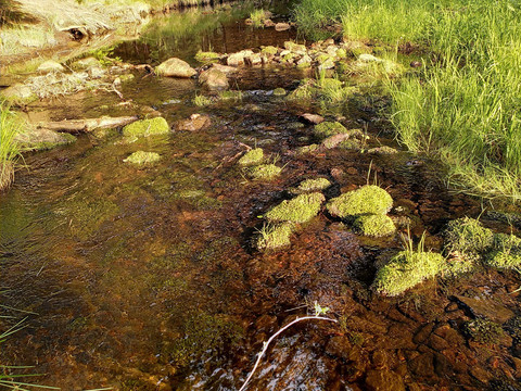 Gebirgsbäche in der Nähe