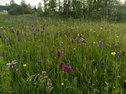 Orchideenwiesen