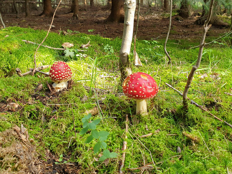 Natur vor der Haustür