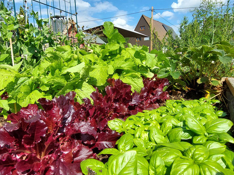 Salat im Hochbeet