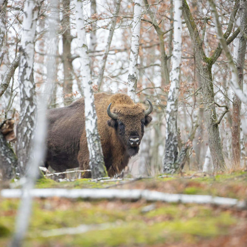 _93A4935_Wisent_Ingolf König.jpg