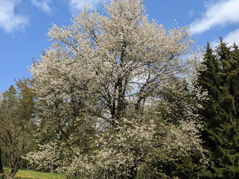 Frühling in Dörfel im Sauwald
