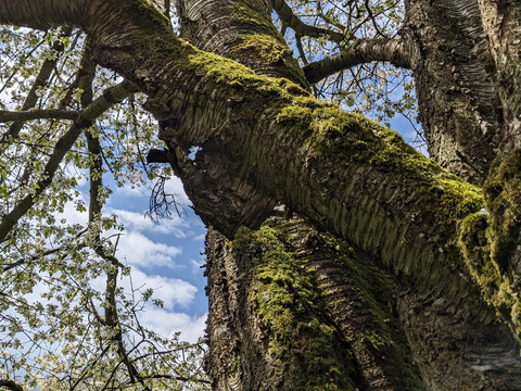 Frühling in Dörfel im Sauwald