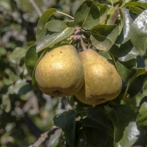 Birnen_Crinitz_21_09_2019_1070 Obstbaum beschneiden.jpg Obstbäume richtig beschneiden