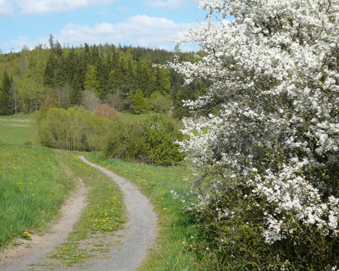 angrenzende Wege zum Kellerwald