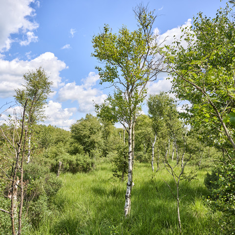 gellenertorfmöörte_floriantrykowski