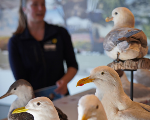 Ausstellung Führung KatSchulz DSC03.JPG