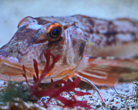 Ausstellung Aquarium KatSchulz DSC0003Größe.jpg