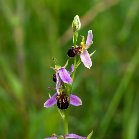 Bienenragwurz_Pirkau_30_06_2015_1751_Ralf_Donat.jpg Wildbienenbestimmungskurs
