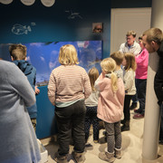 Schaufischfütterung