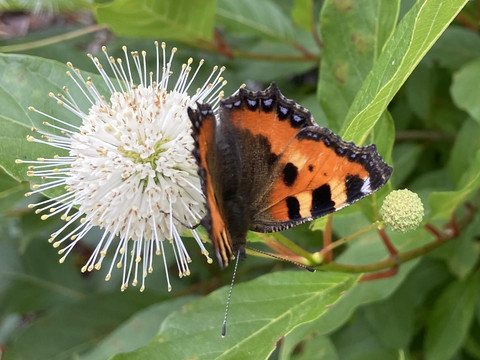 Blumen im Garten
