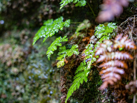 Herbst