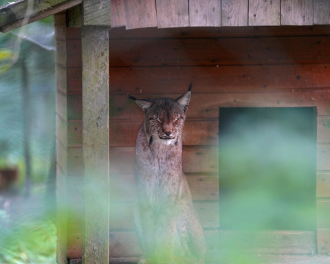 Luchs im WildtierPark