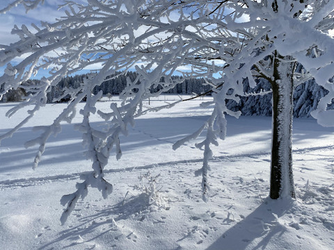Winter-21-BerghotelTalblick-Oberholzhau-Eisbaum-1