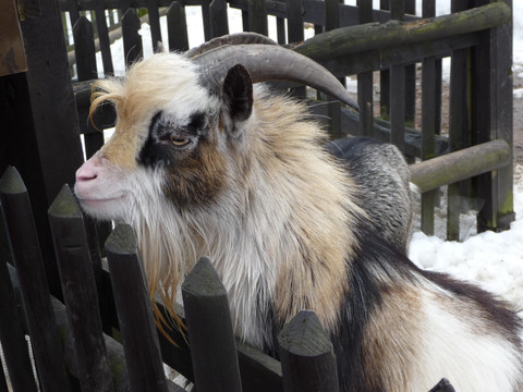 Erzgebirge - Wildpark Osterzgebirge Geising