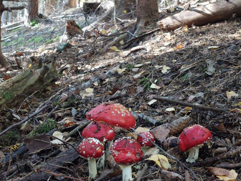 Erzgebirge - Herbstwald in Geising