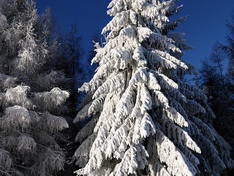 Winterlandschaft um Geising