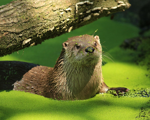 Fischotter WildtierPark Edersee