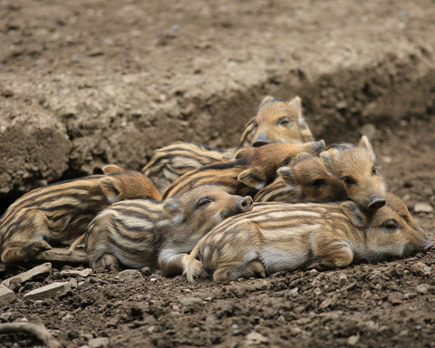 WildtierPark Edersee