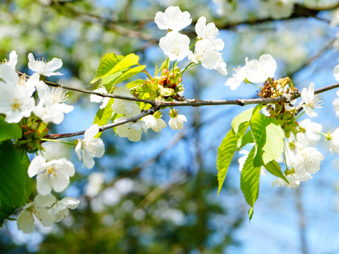 Kirschblüte-c-Hagen a.T.W..jpg