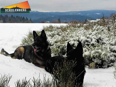 Schulenberg Apartments - Urlaub mit Hund