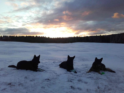 Schulenberg Apartments - Urlaub mit Hund
