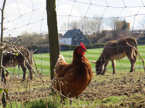 Hofladen Hühner  Huhn im Vordergrund eines ländlichen Geheges, dahinter grasen zwei Esel auf einer grünen Wiese.