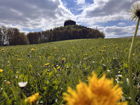 Grüne Wiese mit gelben Löwenzahnblüten im Vordergrund, bewaldeter Hügel im Hintergrund unter teils bewölktem Himmel.