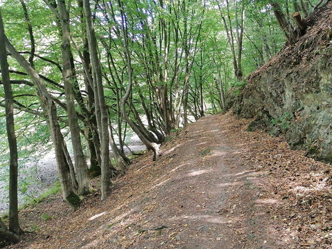 Overather Panoramaweg Waldweg mit Laub bedeckt, von Bäumen gesäumt, verläuft an einem steinigen Hang entlang.