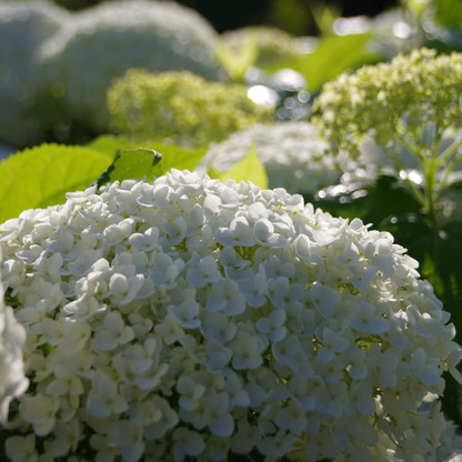 Kunst_Hortensie RH.jpg