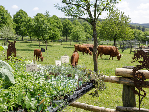 "Jrön un Jedön" Frische Kräuter in Töpfen im Vordergrund, im Hintergrund weiden Kühe auf einer grünen Wiese.