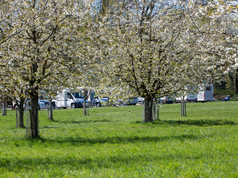 hagen-atw-kirschbluete-2022-copyright-tol-foto-klaus-herzmann (21).JPG