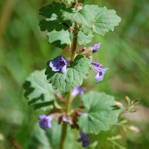 Heilpflanzenlehrpfad (1).JPG