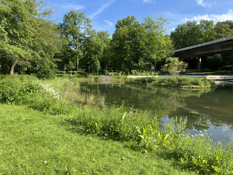 Wiehlpark Grüne Wiese am Teichufer mit Bäumen und Brücke im Hintergrund, blauer Himmel darüber.