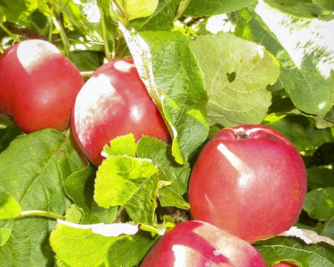 Streuobstwiese - legaler Apfelklau