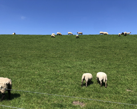 Land & Leute Deich mit Schafen_ 473598.JPG