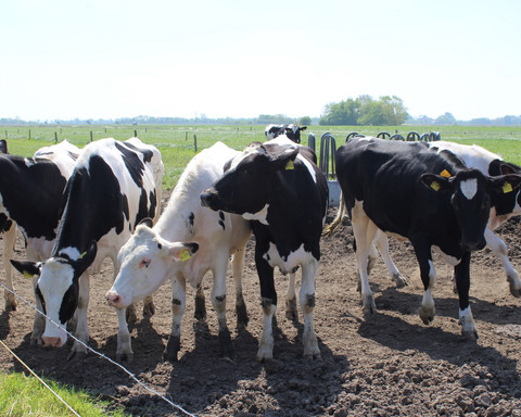 Land & Leute Kälber_ IMG_2279.JPG