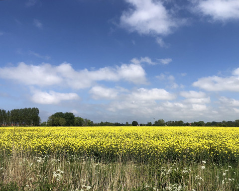 Land & Leute Rapsfeld_ 2C2B6DF.JPG