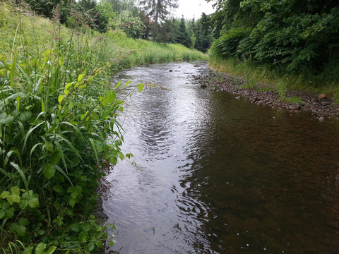 der kleine Fluss Gottleuba