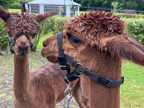 Marta und Franzi Alpakas mit braunem Fell und Halfter stehen nebeneinander auf gepflastertem Weg, im Hintergrund grün.
