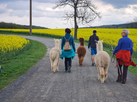 3 Personen wandern mit 3 Alpakas auf einem Weg neben einem blühenden Rapsfeld.3 people walking with 3 alpacas on a path next to a flowering rape field.Tři lidé jdoucí se třemi alpakami po cestě vedle kvetoucího pole řepky.3 osoby spacerujące z 3 alpakami po ścieżce obok kwitnącego pola rzepaku.3 mensen wandelen met 3 alpaca's op een pad naast een bloeiend koolzaadveld.3 persone che camminano con 3 alpaca su un sentiero accanto a un campo di colza in fiore.