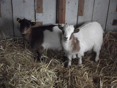 Zwergziegen zum Streicheln