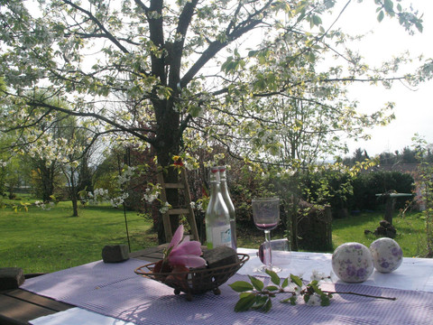 Frühling am Kirschbaum