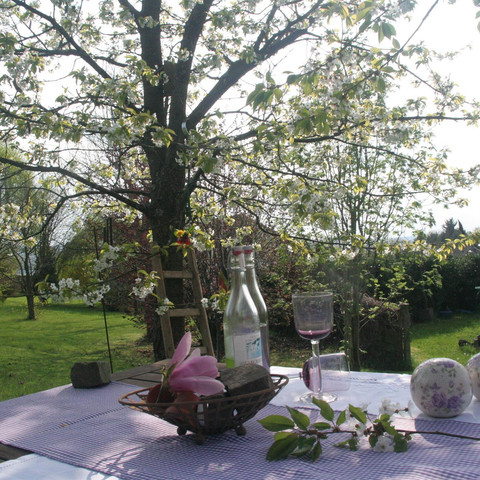 Frühling am Kirschbaum