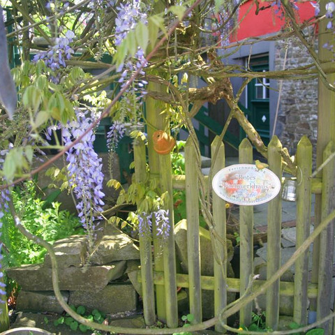 Blauregen am Eingangstor