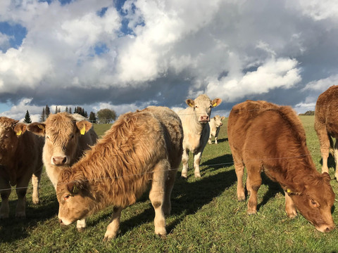 Am Landlebenweg