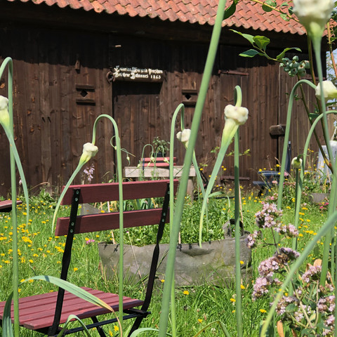 Honig-Speicher-Chilli-Manufaktur-Susanne-Menke-Luenburger-Heide.jpeg Sitzplätze in der Blumenwiese vor einem alten Honigspeicher bei der Chilli Manufaktur Susanne Menke Lüneburger Heide
