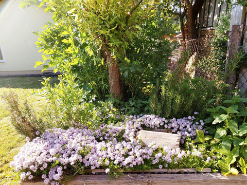 Kräuterbeet, welches gerne mit genutzt werden darf