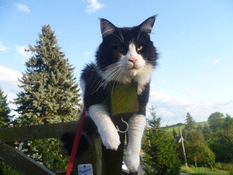 Leo genießt den Ausblick