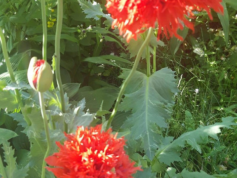 Gefüllte Mohnblüte in meinem Garten